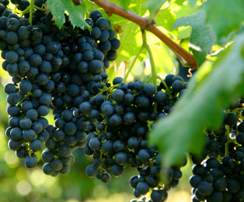 Paraná: Tour de Vinícola com Degustação – Enoturismo saindo de Curitiba